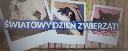 #Kreatywne Dni Nietypowe- Dzień Zwierząt