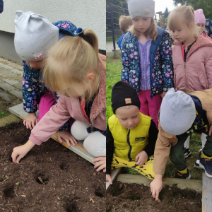 sadzenie cebulek kwiatowych