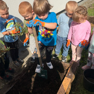 sadzenie cebulek kwiatowych