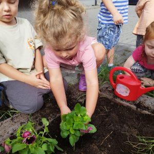 sadzenie cebulek kwiatowych