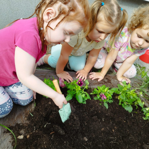 sadzenie cebulek kwiatowych
