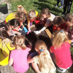 sadzenie cebulek kwiatowych