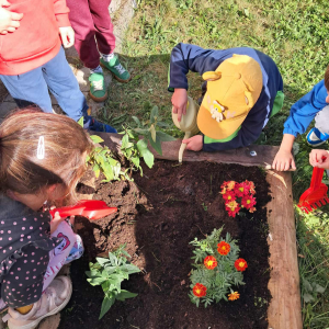 sadzenie cebulek kwiatowych