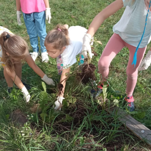 sadzenie cebulek kwiatowych