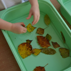 Dzieci ćwiczą motorykę małą, chwytając listki zanurzone w wodzie za pomocą spinaczy.
