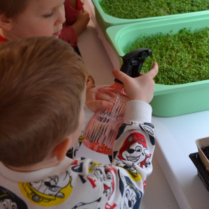 Dzieci podlewają rzeżuchę.