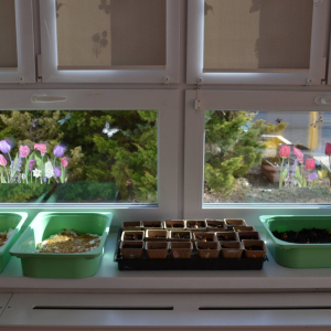 Na parapecie stoją cebulki roślin.