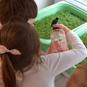 Dzieci podlewają rzeżuchę.