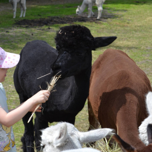 Muchomorki i Słoneczka odwiedziły Monalpi Alpaca Farm, gdzie spędziły aktywny dzień w otoczeniu przyrody i zwierząt. 