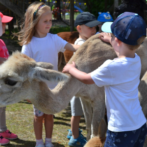 Muchomorki i Słoneczka odwiedziły Monalpi Alpaca Farm, gdzie spędziły aktywny dzień w otoczeniu przyrody i zwierząt. 