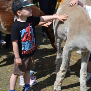 Muchomorki i Słoneczka odwiedziły Monalpi Alpaca Farm, gdzie spędziły aktywny dzień w otoczeniu przyrody i zwierząt. 