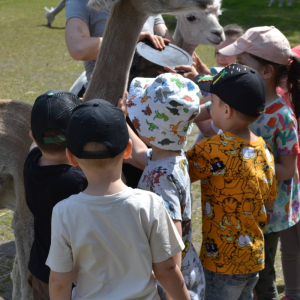 Muchomorki i Słoneczka odwiedziły Monalpi Alpaca Farm, gdzie spędziły aktywny dzień w otoczeniu przyrody i zwierząt. 