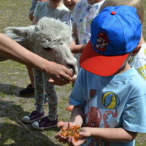 Muchomorki i Słoneczka odwiedziły Monalpi Alpaca Farm, gdzie spędziły aktywny dzień w otoczeniu przyrody i zwierząt. 