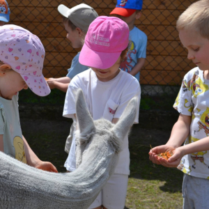 Muchomorki i Słoneczka odwiedziły Monalpi Alpaca Farm, gdzie spędziły aktywny dzień w otoczeniu przyrody i zwierząt. 