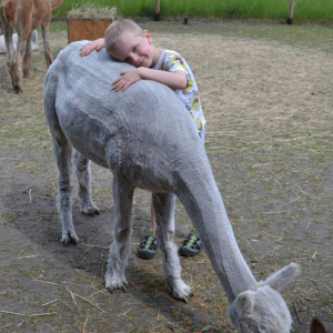 Muchomorki i Słoneczka odwiedziły Monalpi Alpaca Farm, gdzie spędziły aktywny dzień w otoczeniu przyrody i zwierząt. 