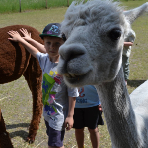 Muchomorki i Słoneczka odwiedziły Monalpi Alpaca Farm, gdzie spędziły aktywny dzień w otoczeniu przyrody i zwierząt. 
