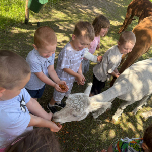Muchomorki i Słoneczka odwiedziły Monalpi Alpaca Farm, gdzie spędziły aktywny dzień w otoczeniu przyrody i zwierząt. 