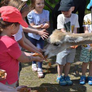 Muchomorki i Słoneczka odwiedziły Monalpi Alpaca Farm, gdzie spędziły aktywny dzień w otoczeniu przyrody i zwierząt. 