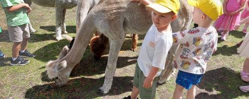 Misie i Skrzaty na wycieczce w Monalpi Alpaca Farm